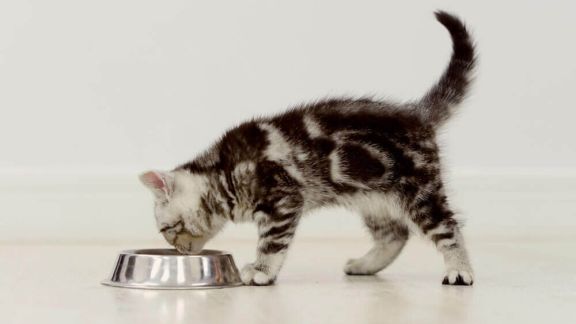 Режим питания котёнка