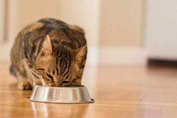 Можно ли кормить кошку сухим кормом