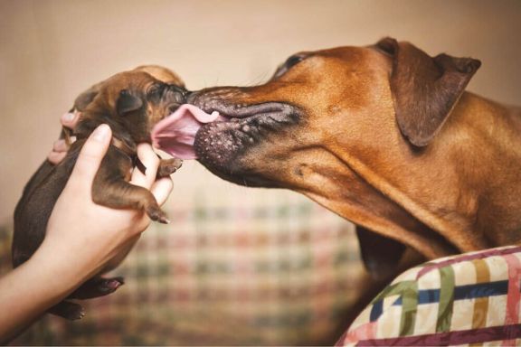 Срок беременности у собак крупных пород ротвейлер