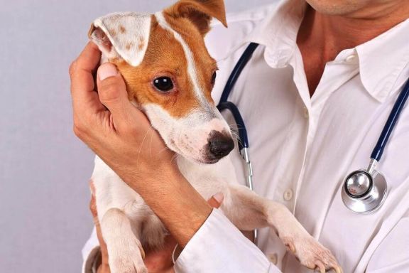 Кастрация и стерилизация собак