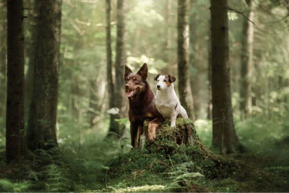 собаки в лесу