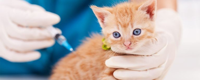 Прививки котятам и ревакцинация
