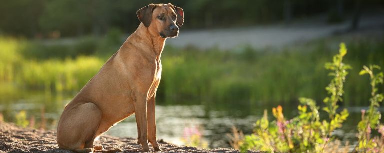 Уход за крупными собаками: чем кормить, как мыть, что нужно знать об особенностях