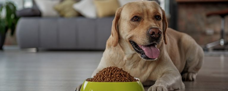 Почему собакам не подходит домашняя еда