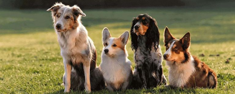 Средние породы собак: особенности воспитания и кормления