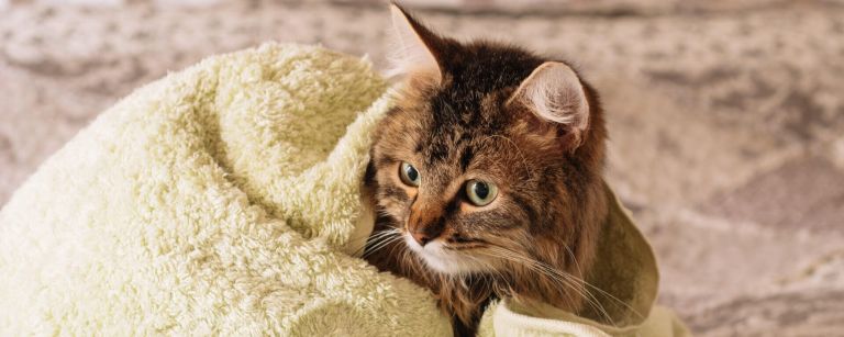 купание кошки
