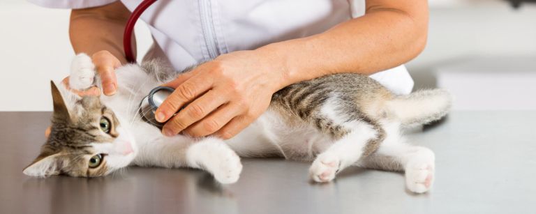 Кальцивироз у кошек симптомы и лечение