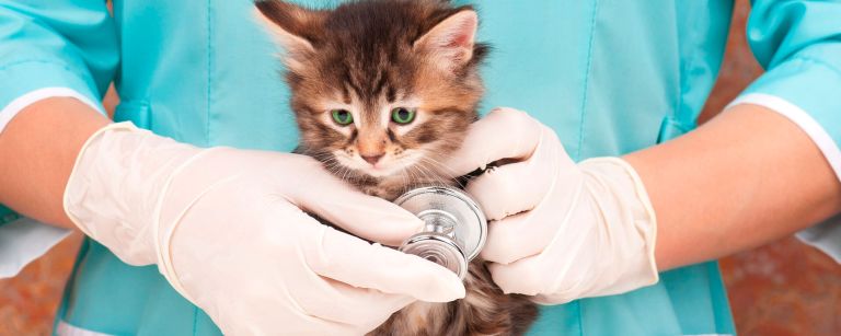 Ранняя кастрация котят