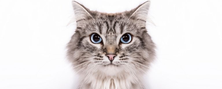 Сколько должна весить кошка