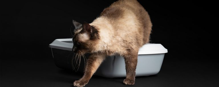 Как приучить котенка к лотку