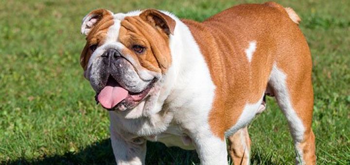 porody sobak s foto i nazvaniyami opisanie i harakteristiki shenkov