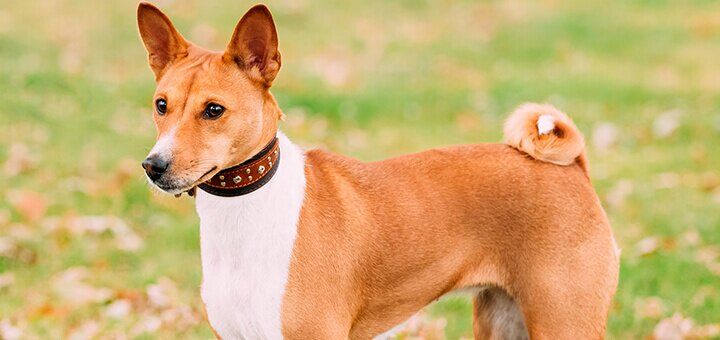 porody sobak s foto i nazvaniyami opisanie i harakteristiki shenkov