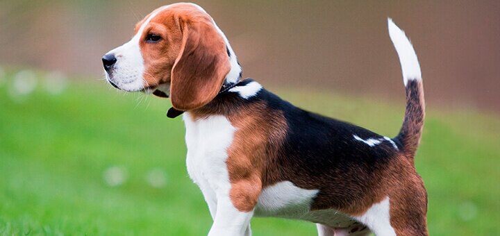 porody sobak s foto i nazvaniyami opisanie i harakteristiki shenkov