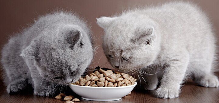 Принципы питания котят с чувствительным пищеварением