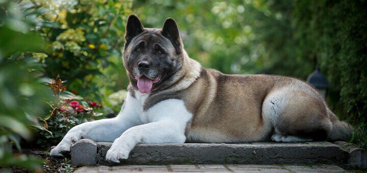 porody sobak s foto i nazvaniyami opisanie i harakteristiki shenkov