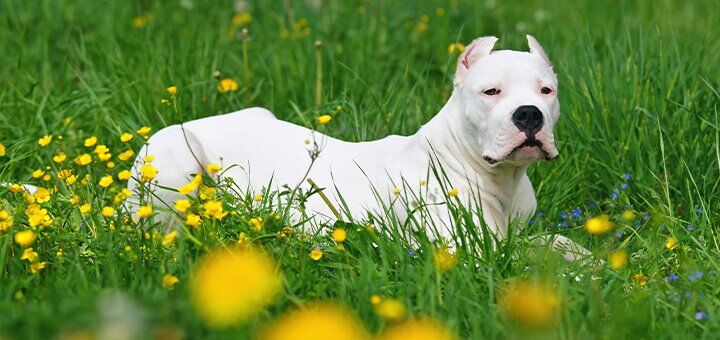 porody sobak s foto i nazvaniyami opisanie i harakteristiki shenkov