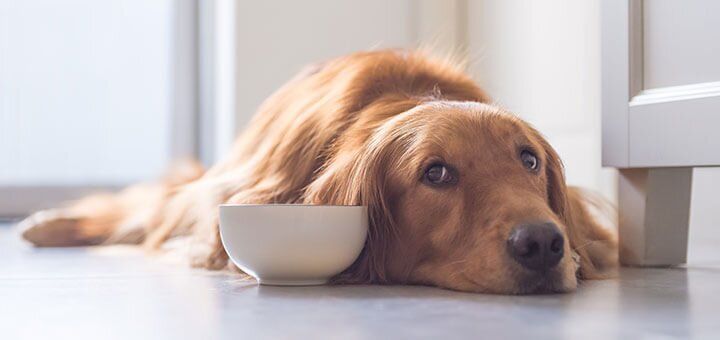 Собака не ест - почему у питомца плохой аппетит