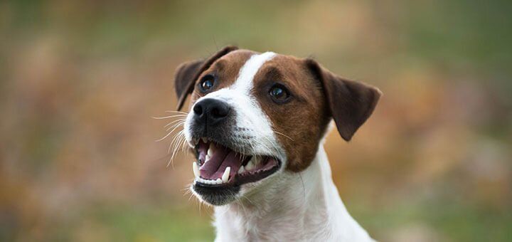 Зубы у собаки – особенности строения и ухода 