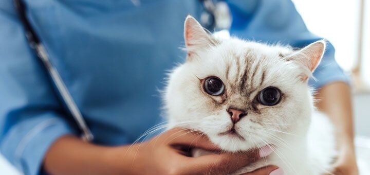 Кастрация и стерилизация кошек