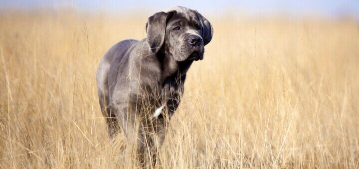 skolko mesyacev sobaka hodit beremennaya priznaki beremennosti sobak