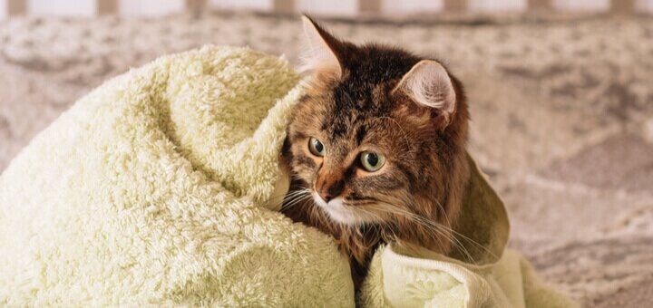 beremennost i rody u koshek skolko hodyat beremennye priznaki uhod