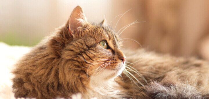 koshka cheshetsya prichiny zuda u kotov lechenie i profilaktika