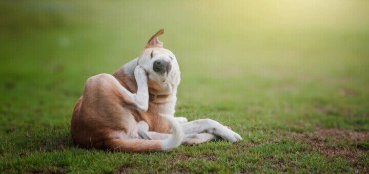 beshenstvo u sobak priznaki stadii bolezni kakie privivki sushestvuyut ot beshenstva