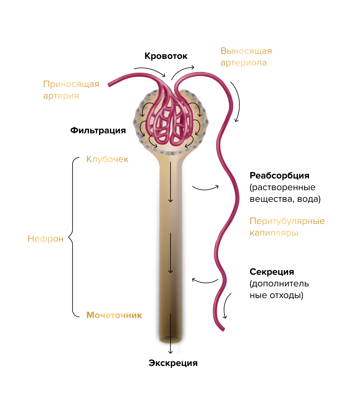 Этапы фильтрации в нефроне