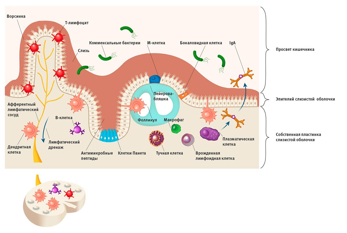 Что происходит с бактериями. Иммунная система ЖКТ. Клетки иммунной системы схема. Кишечник и иммунитет. Иммунные клетки в кишечнике.