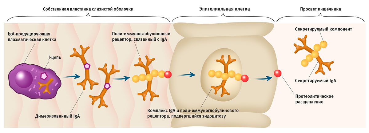 Доставка IgA в просвет кишечника при участии поли-иммуноглобулинового рецептора