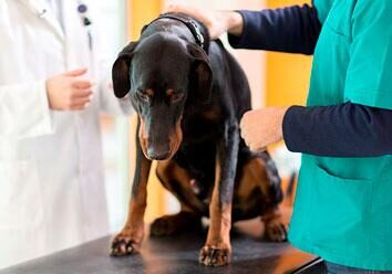 Типичные ошибки при лечении онкологических заболеваний в ветеринарной онкологии