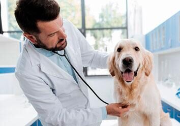 Методы лечения и наблюдения панкреатита у собак