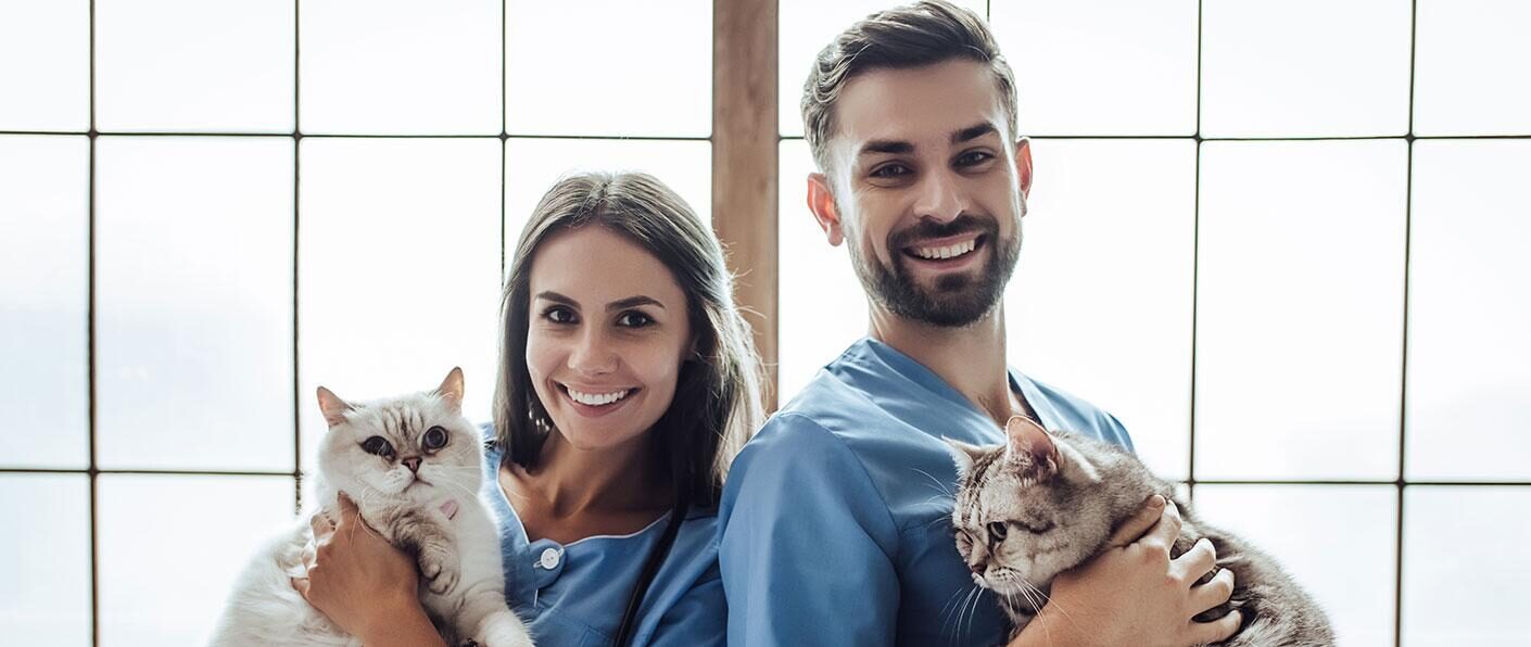 Ветеринары держат кошек на руках