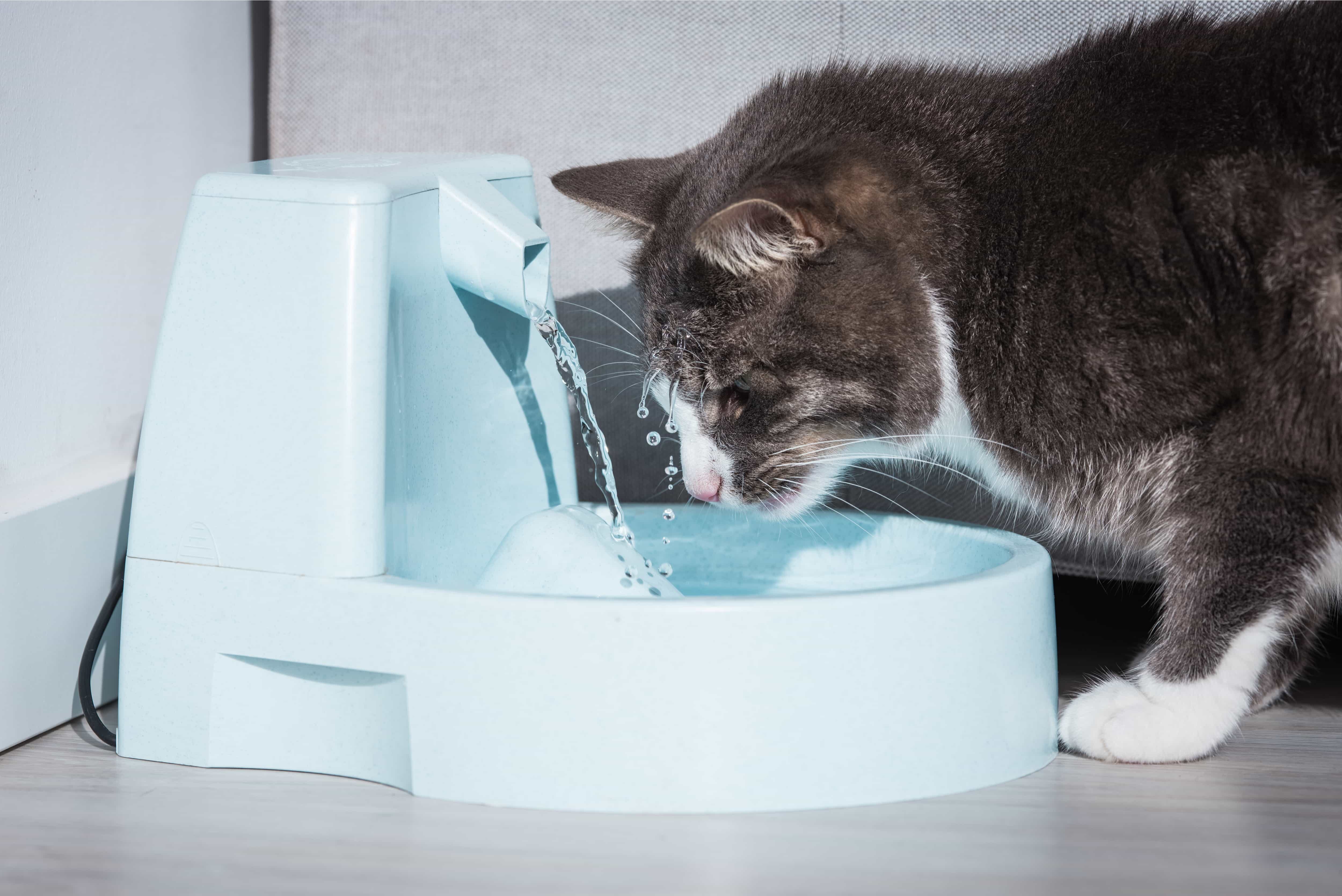Кот пьет воду из питьевого фонтанчика