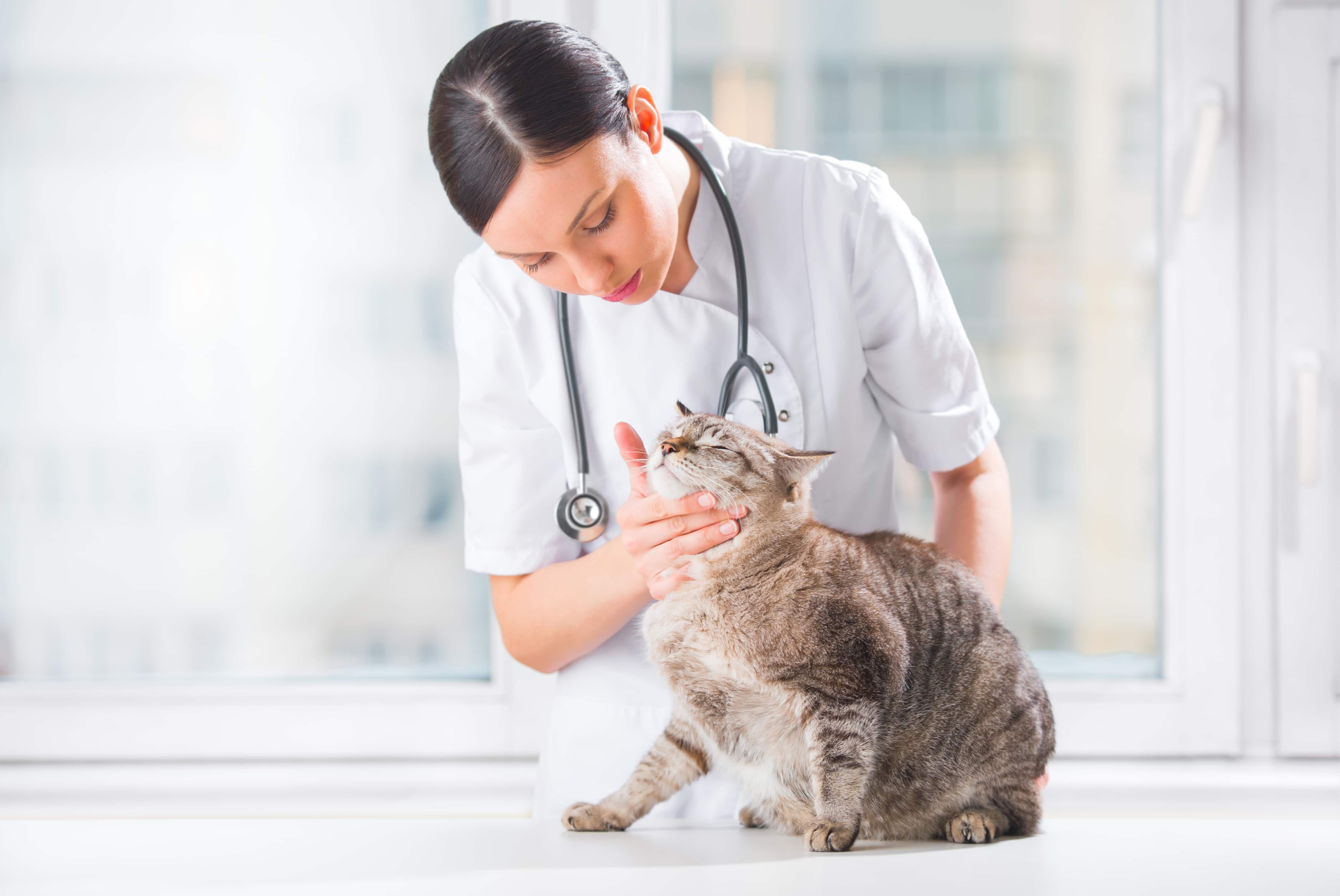 Ветеринарный врач и кошка