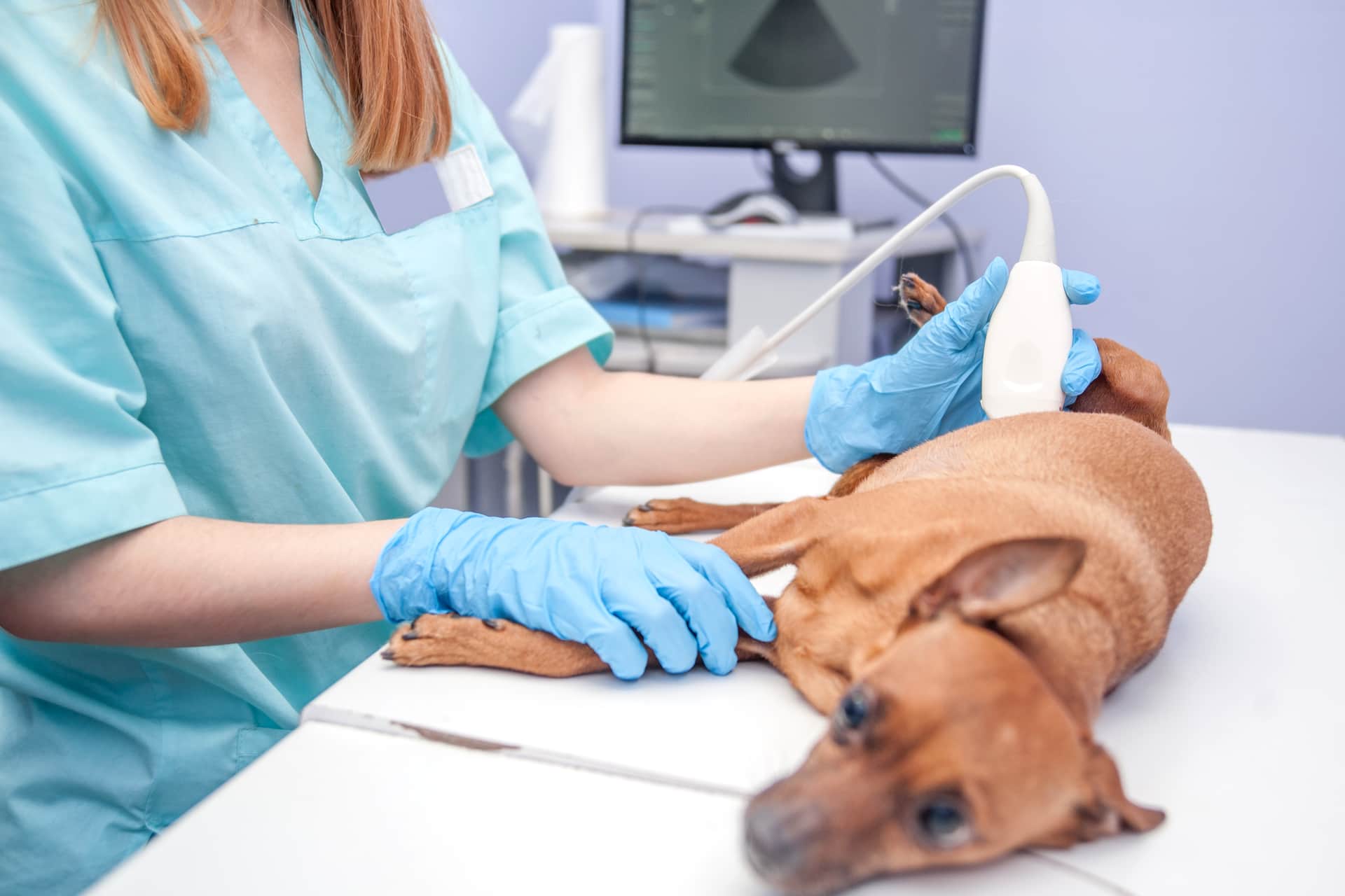 Ветеринар делает эокардиографию собаке