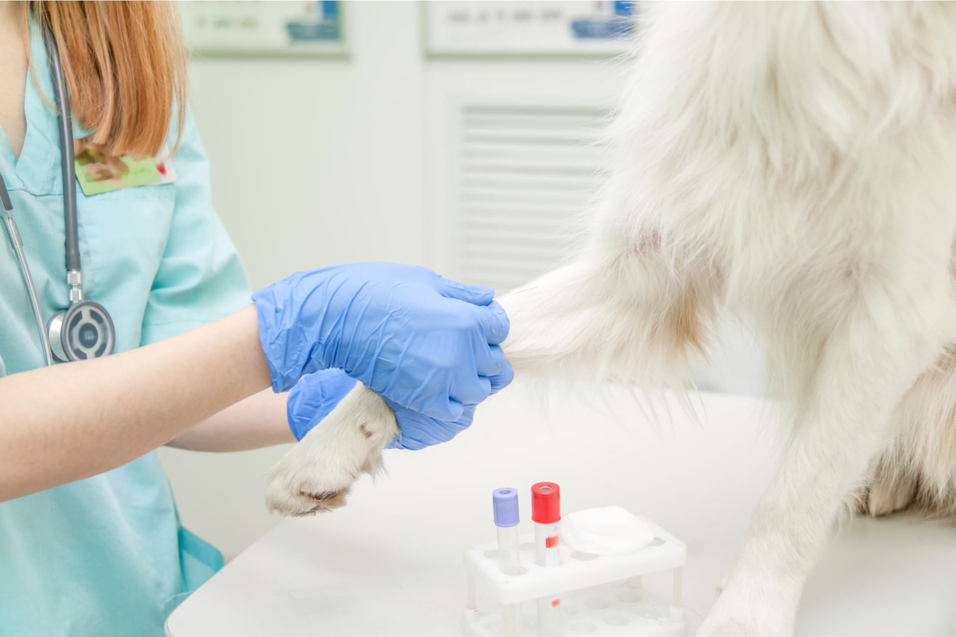 Ветеринар берет у собаки кровь на анализ