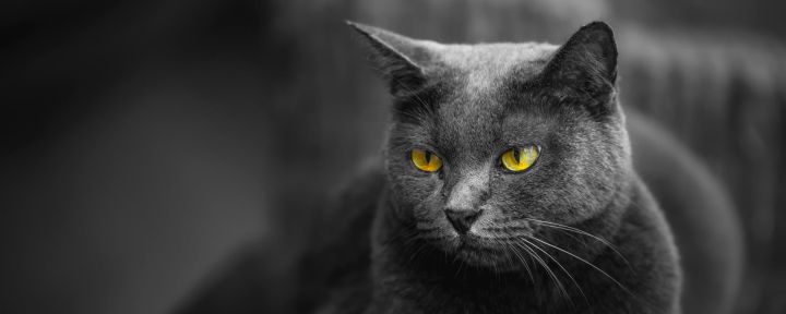 Окрасы кошек: колористика и генетика. Часть 2: однотонные окрасы – черный и шоколадный