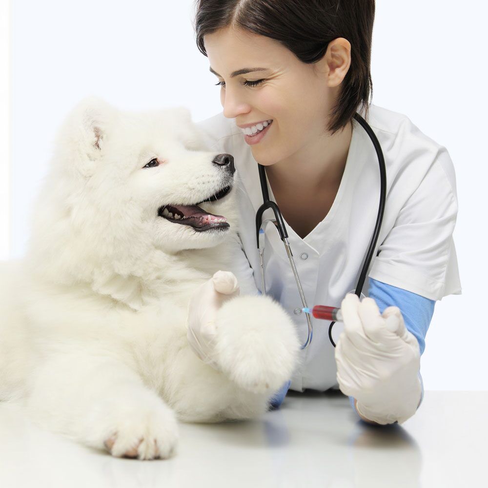 Семинар «Ортодонтическое лечение собак и кошек»