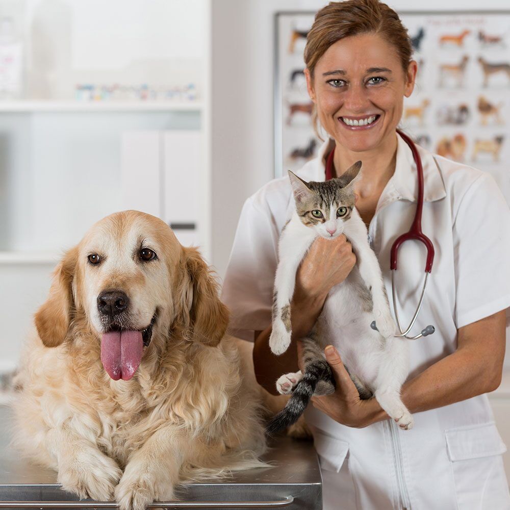 Открыт первый в Москве ветеринарный центр для лечения вирусных заболеваний у животных