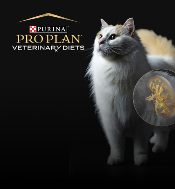 Обновленная линейка Purina® PRO PLAN® Veterinary Diets NF Renal Function для кошек на разных стадиях ХПН