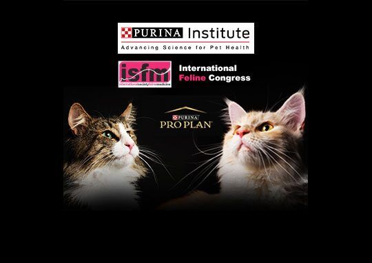ISFM - первый виртуальный конгресс, посвященный полностью медицине кошек