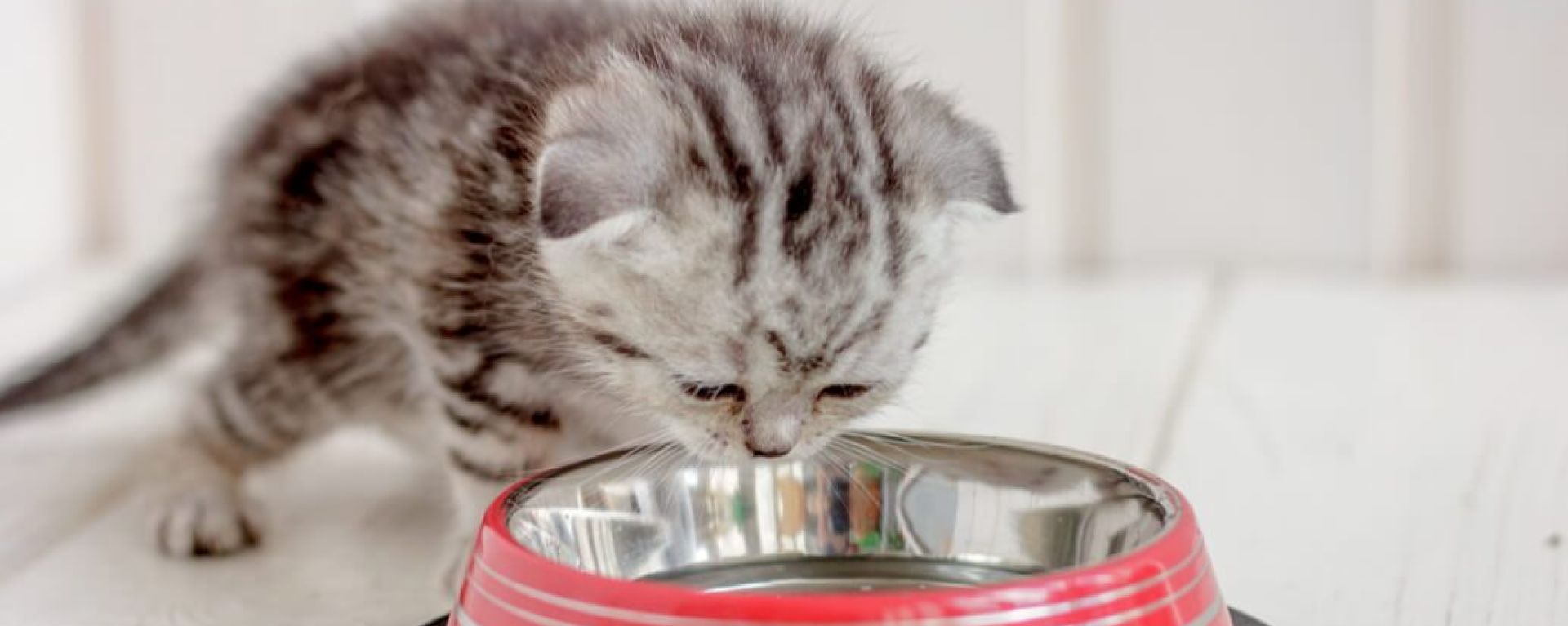 Обезвоживание у кошек: симптомы и диетологический подход