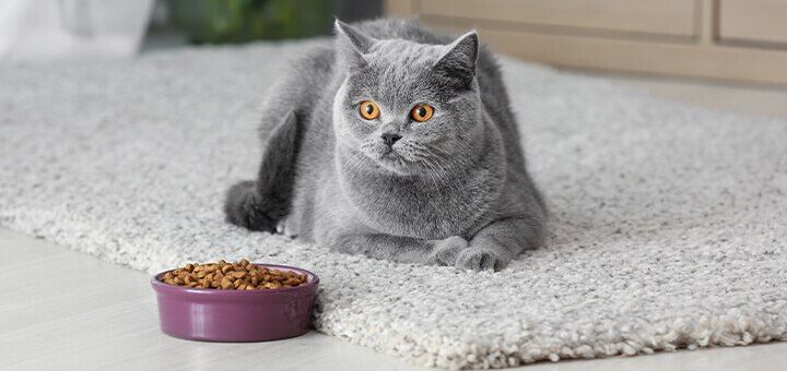 Диетическое питание для кошек при нарушениях пищеварения